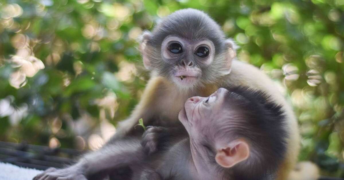 Baby Monkeys Who Lost Their Moms Take Comfort In Each Other - The Dodo