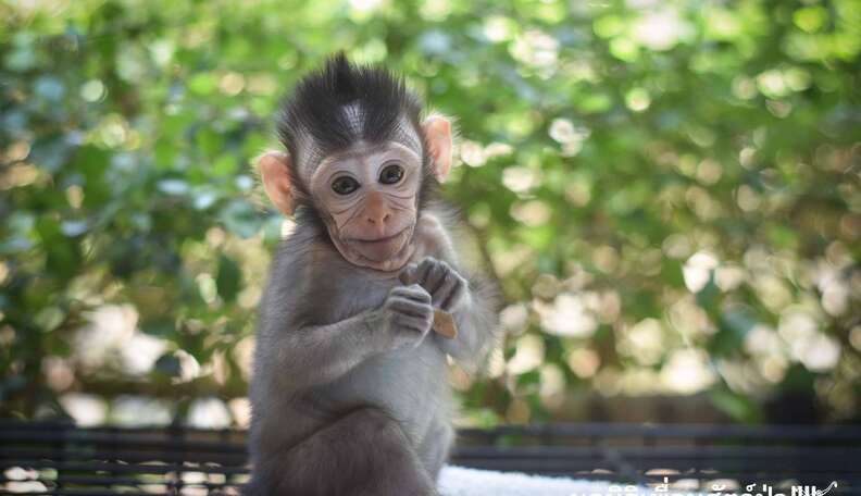 Baby Monkeys Who Lost Their Moms Take Comfort In Each Other The Dodo