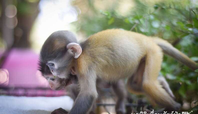 Baby Monkeys Who Lost Their Moms Take Comfort In Each Other The Dodo