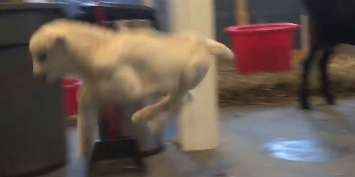 Newborn Goats Learn To Bounce And Jump - The Dodo