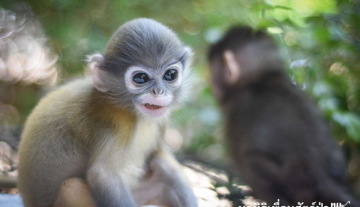 Baby Monkeys Who Lost Their Moms Take Comfort In Each Other - The Dodo