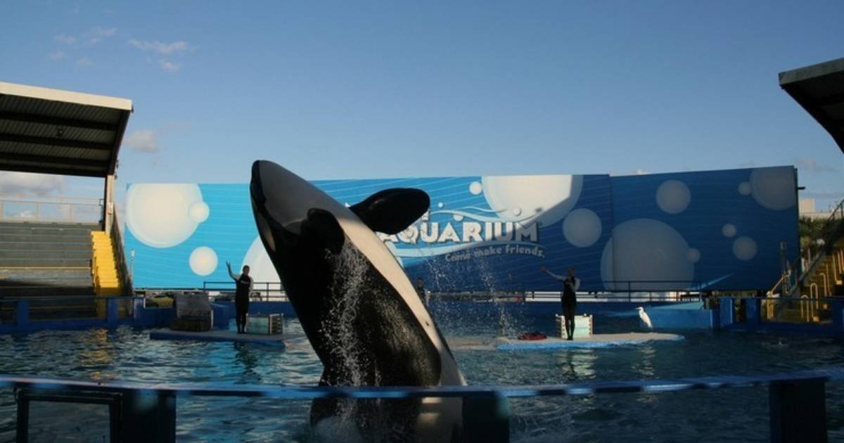 baby orca whale alone