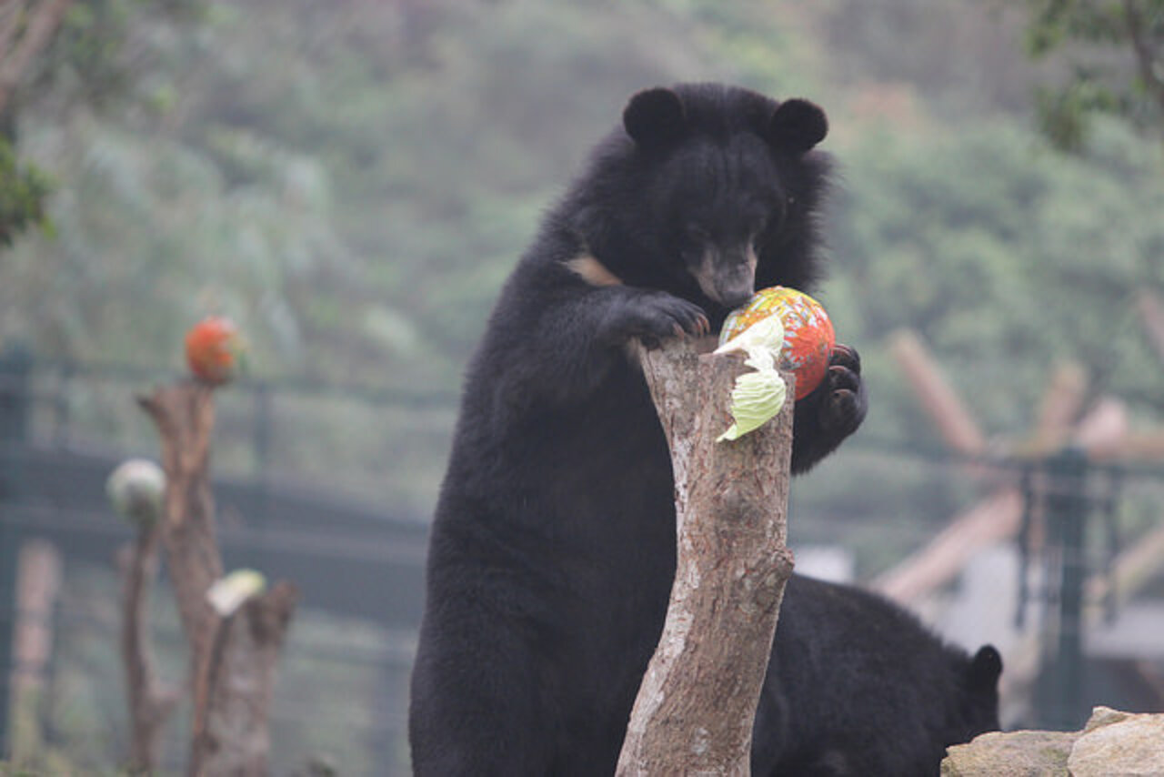10 Photos Of Bears Attempting To Play Soccer - The Dodo