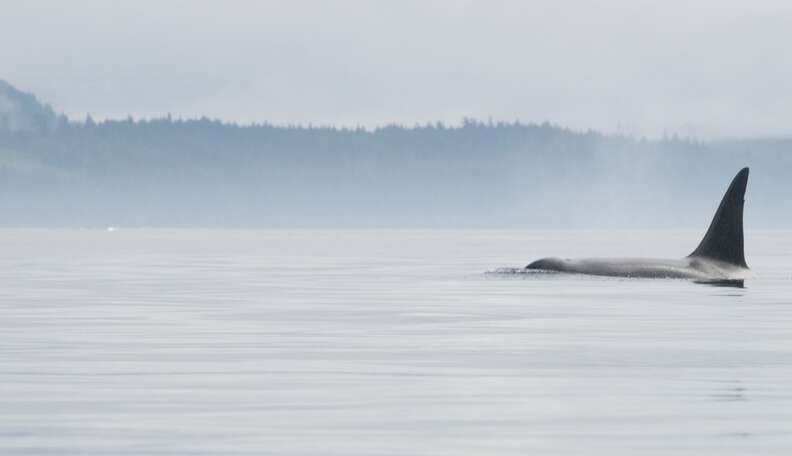 The Monumental Plans That Could Set Captive Orcas Free - The Dodo