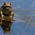 Trill Of A Lifetime: The Mating Sounds Of Frogs