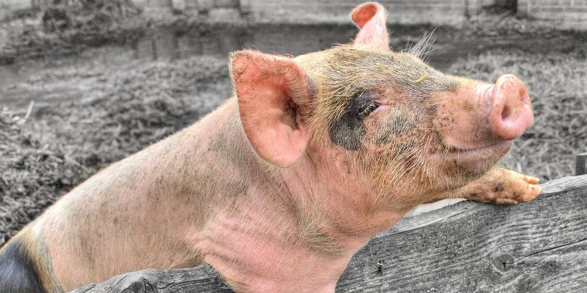 Killing 'Happy' Pigs Is 'Welfarish' And Isn't Just Fine - The Dodo