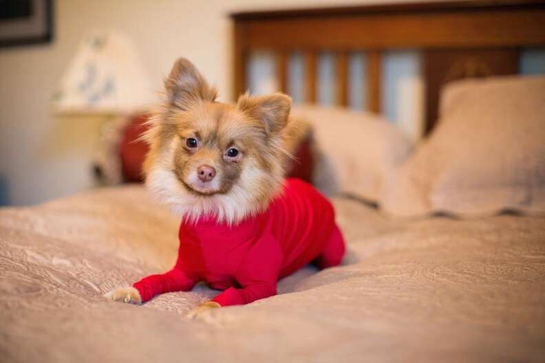 Dog store shedding leotard