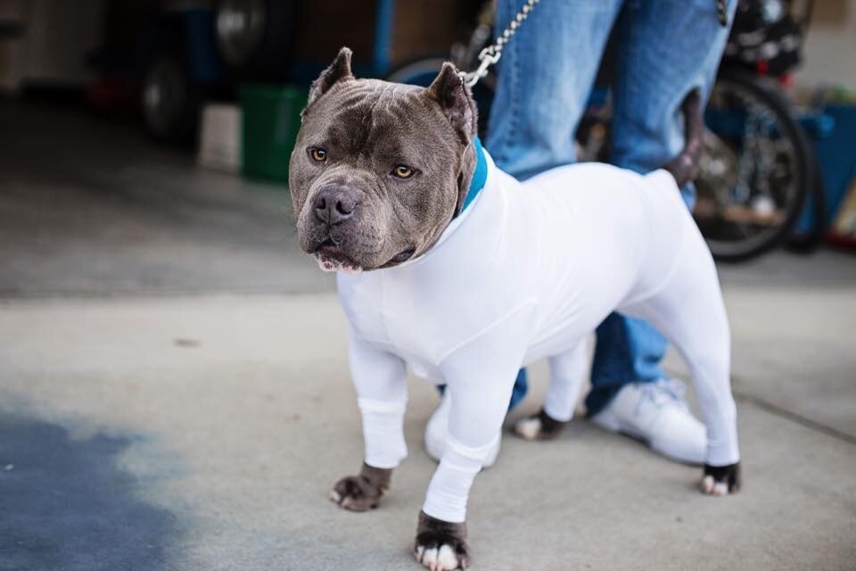 dog leotard for shedding