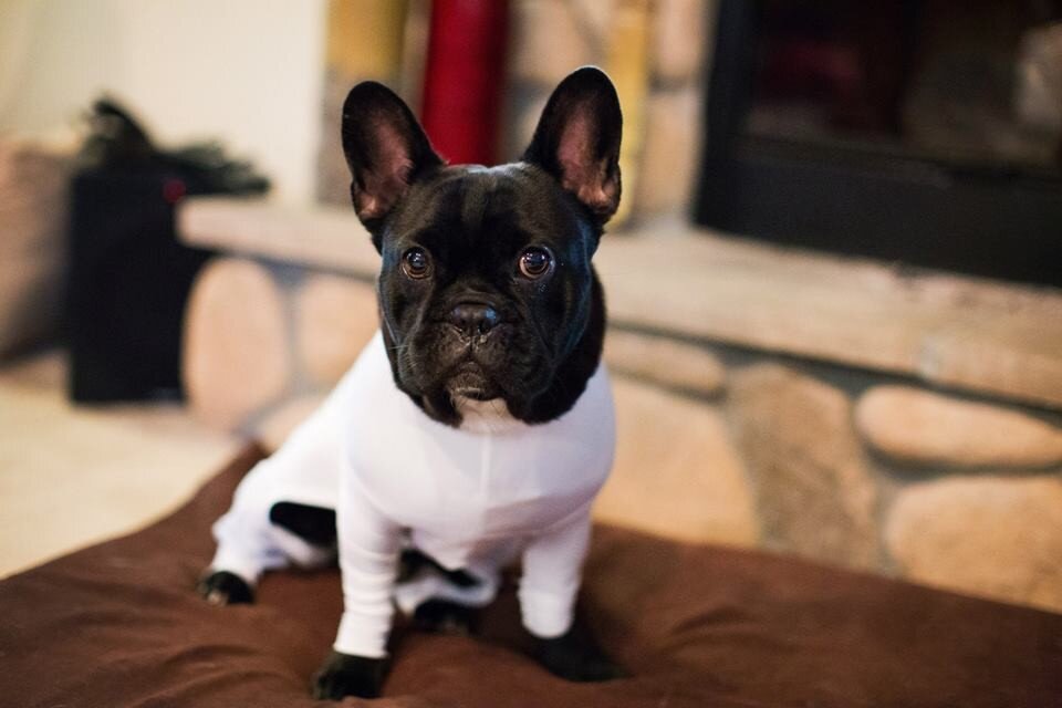 dog leotard for shedding