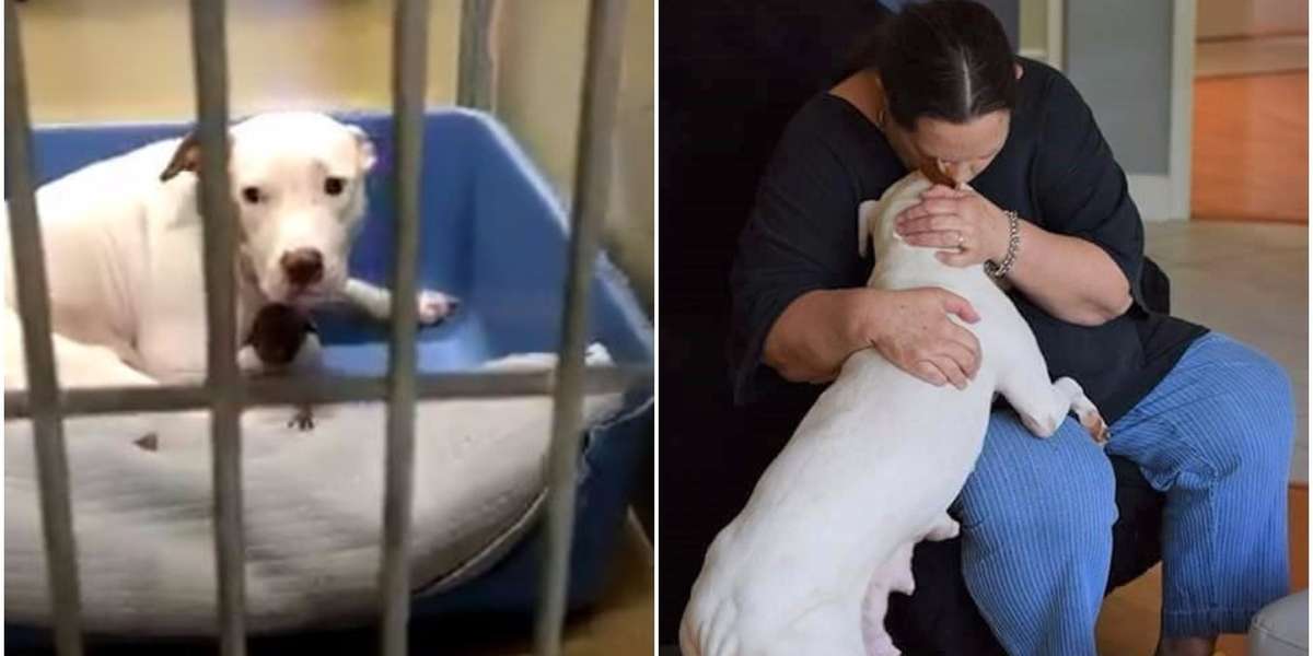Shelter Dog Is So Grateful To The Woman Who Helped Save Her Puppies