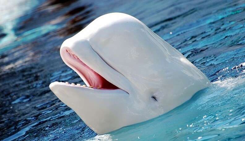 Beluga Whales Suffer From Domestic Cat Disease - The Dodo