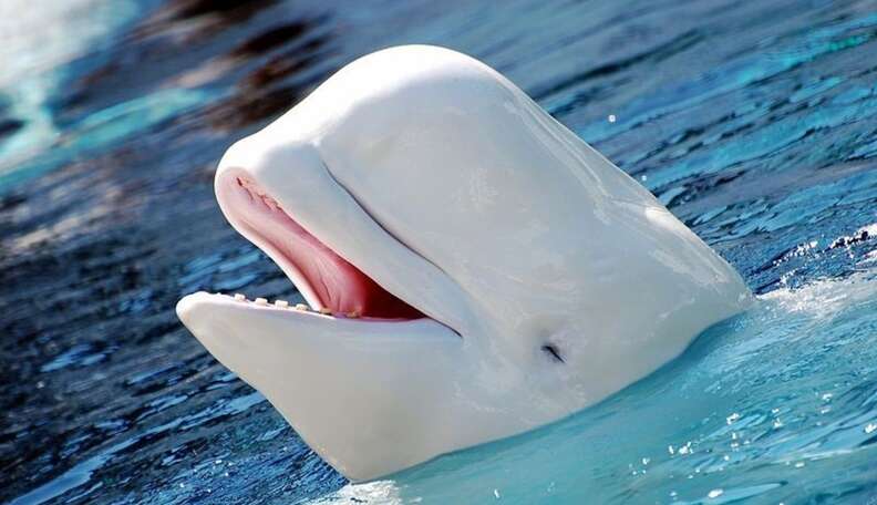 Beluga Cat 