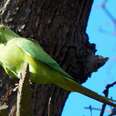 Colonial Invasion: British Imported Ring-Necked Parakeet