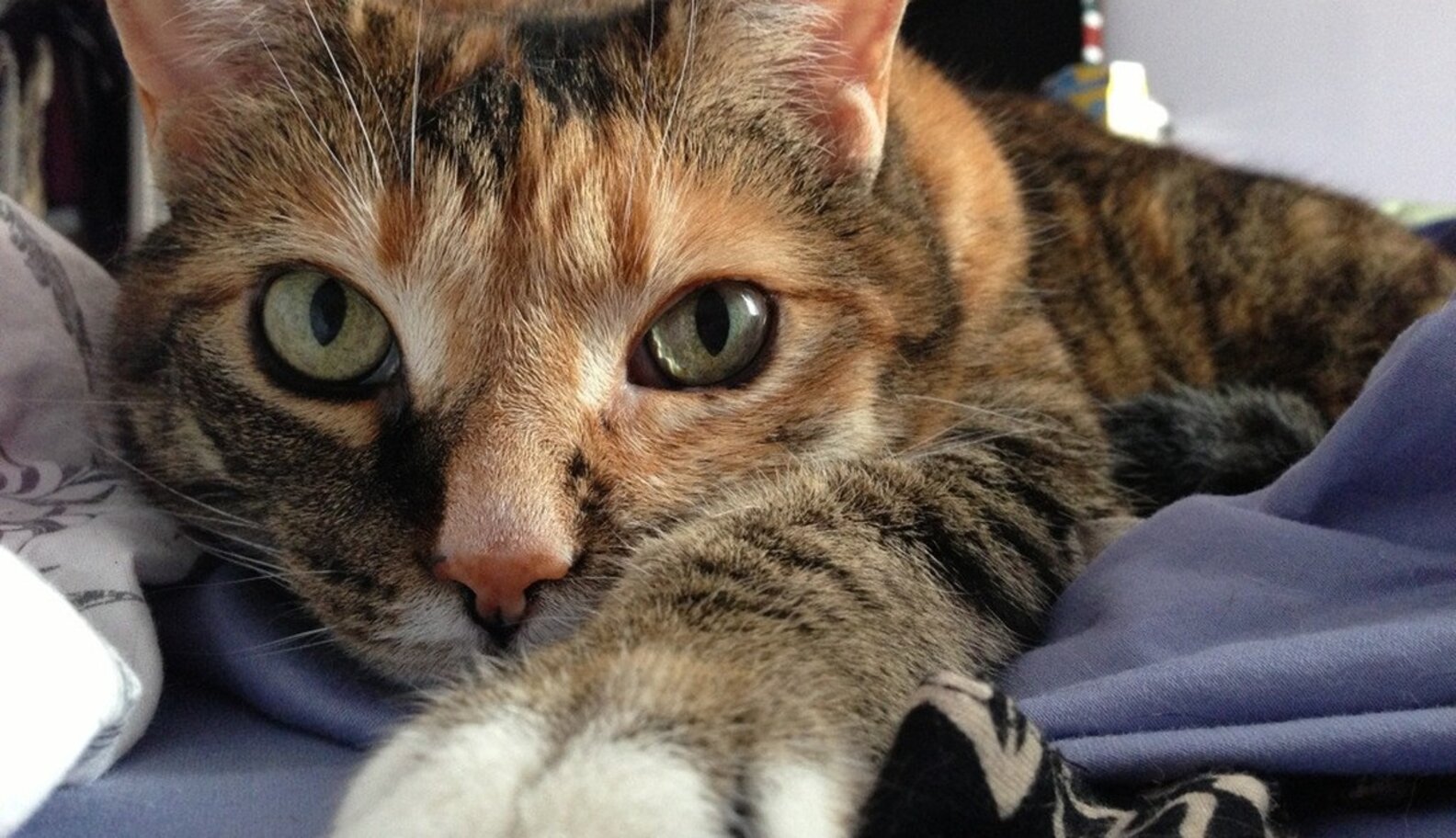 19 Of The Best Alarm Clocks In The World The Dodo