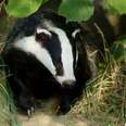 Badgers Are Killed To Fix A Problem They Didn't Cause