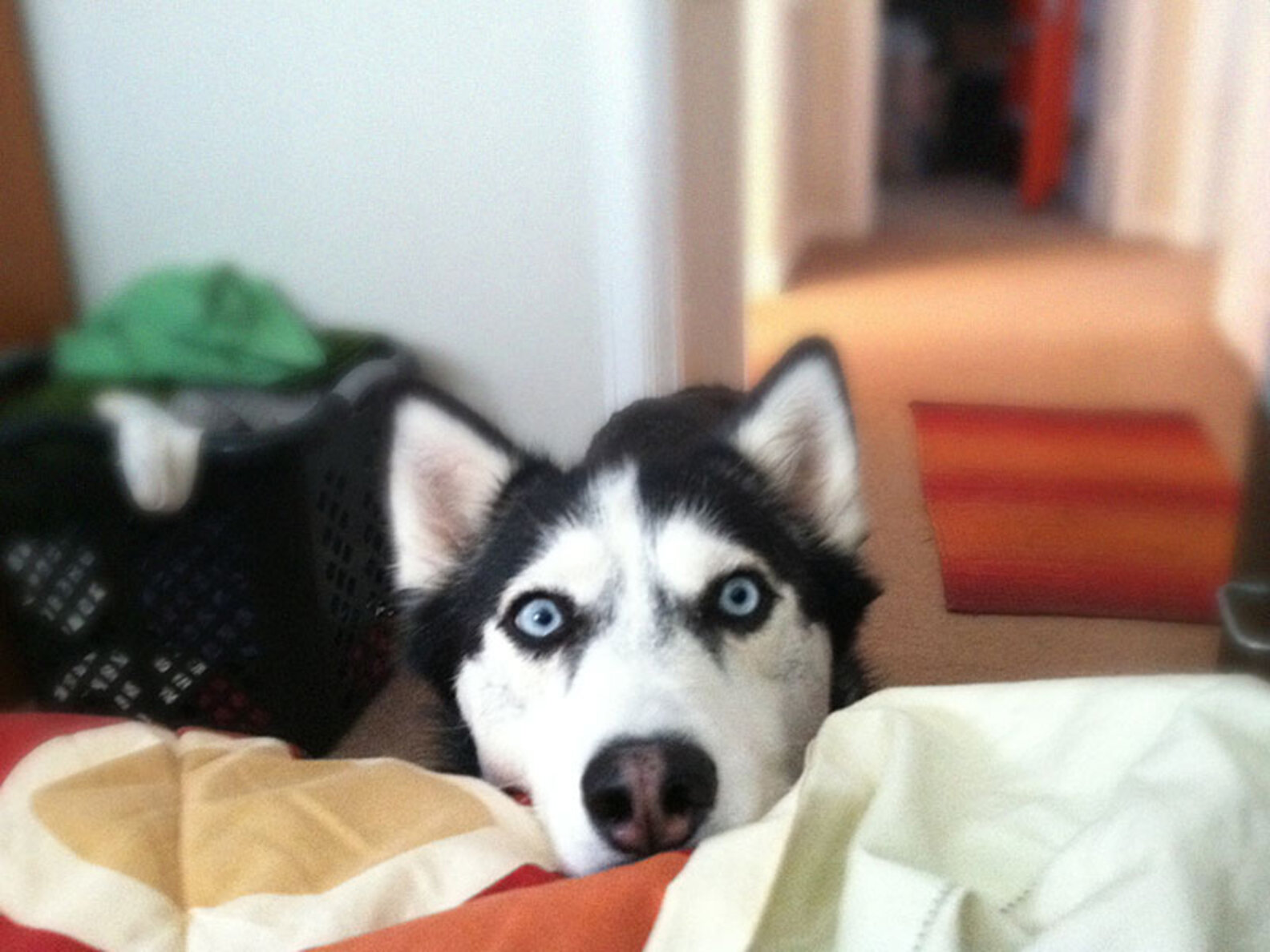 19 Of The Best Alarm Clocks In The World The Dodo