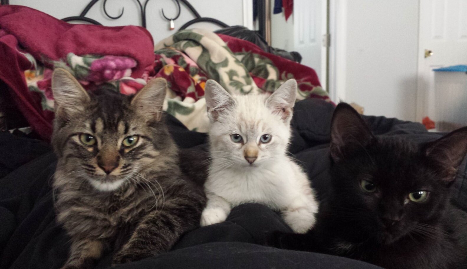 19 Of The Best Alarm Clocks In The World The Dodo