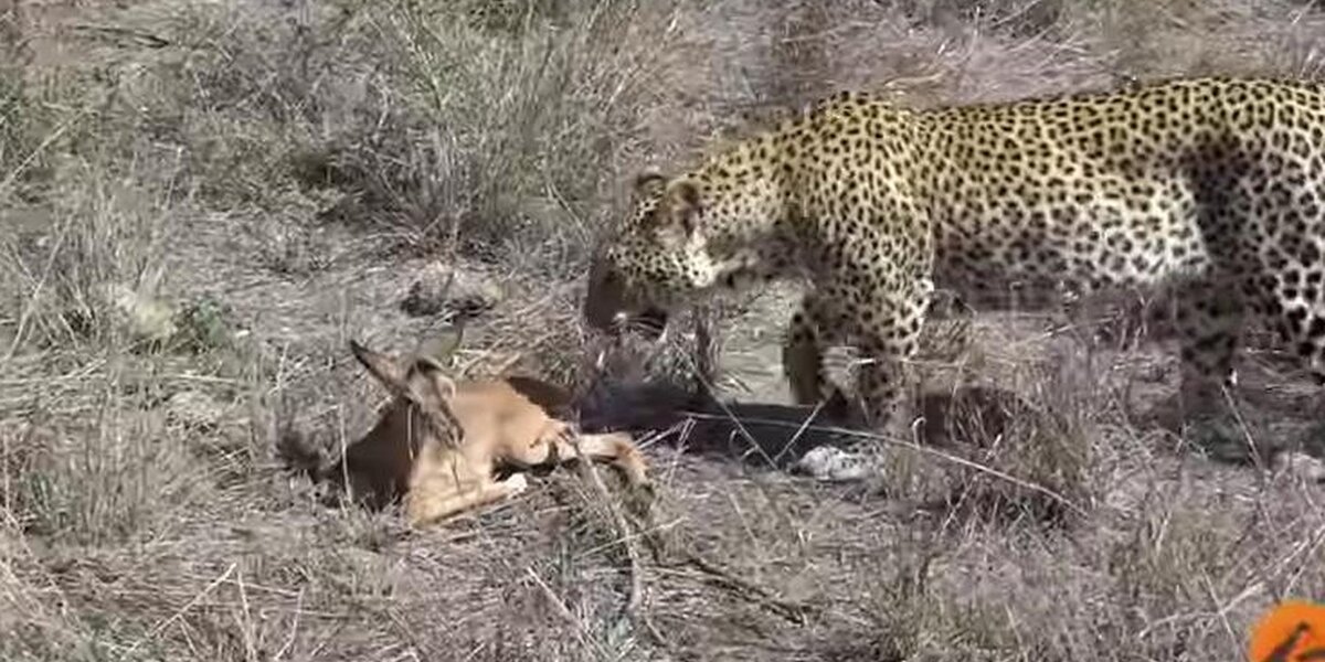 Leopard Does The Most Unexpected Thing When He Spots A Baby ...