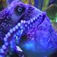 This Octopus Made A Daring Escape From His Tank