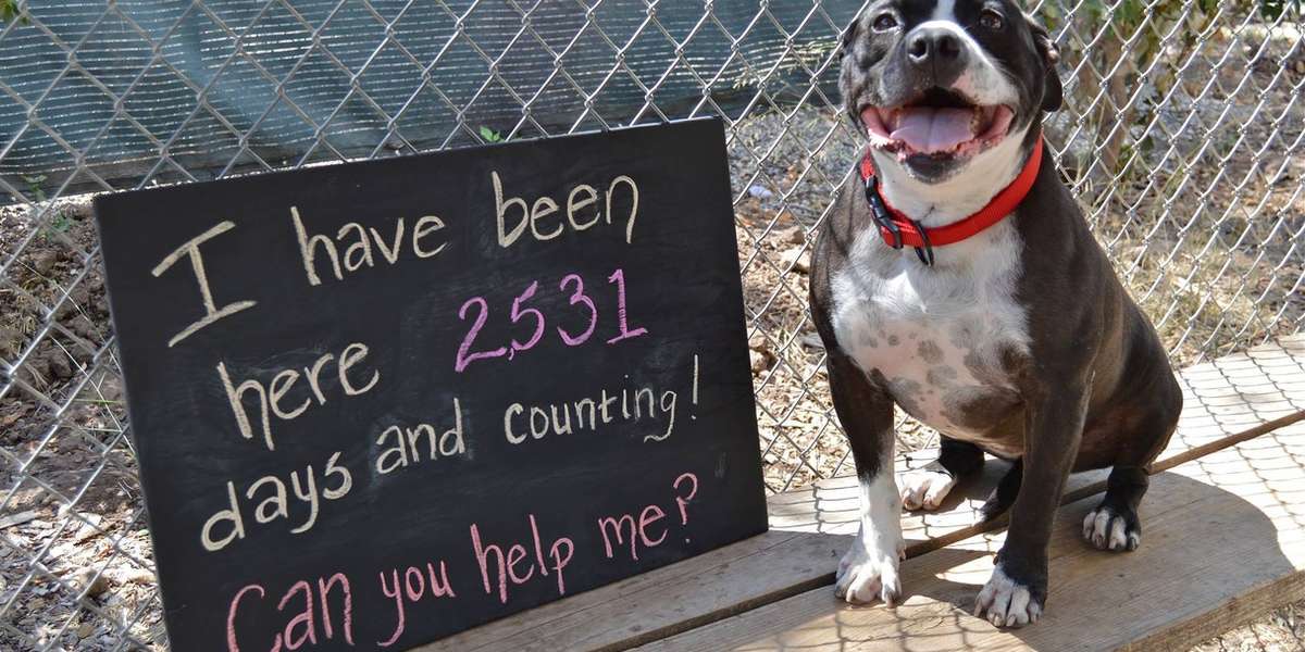 Dog At Shelter For 2,531 Days Is So Ready To Be Loved - The Dodo