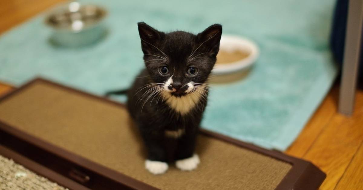 Kittens growling 2025 while eating