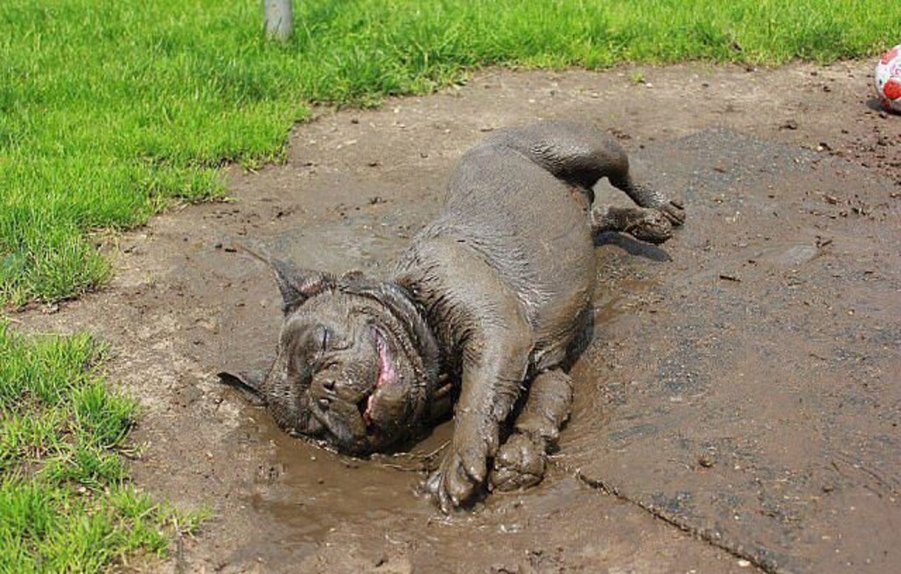 10 Dogs Who Are Ridiculously Good At Playing In The Mud The Dodo