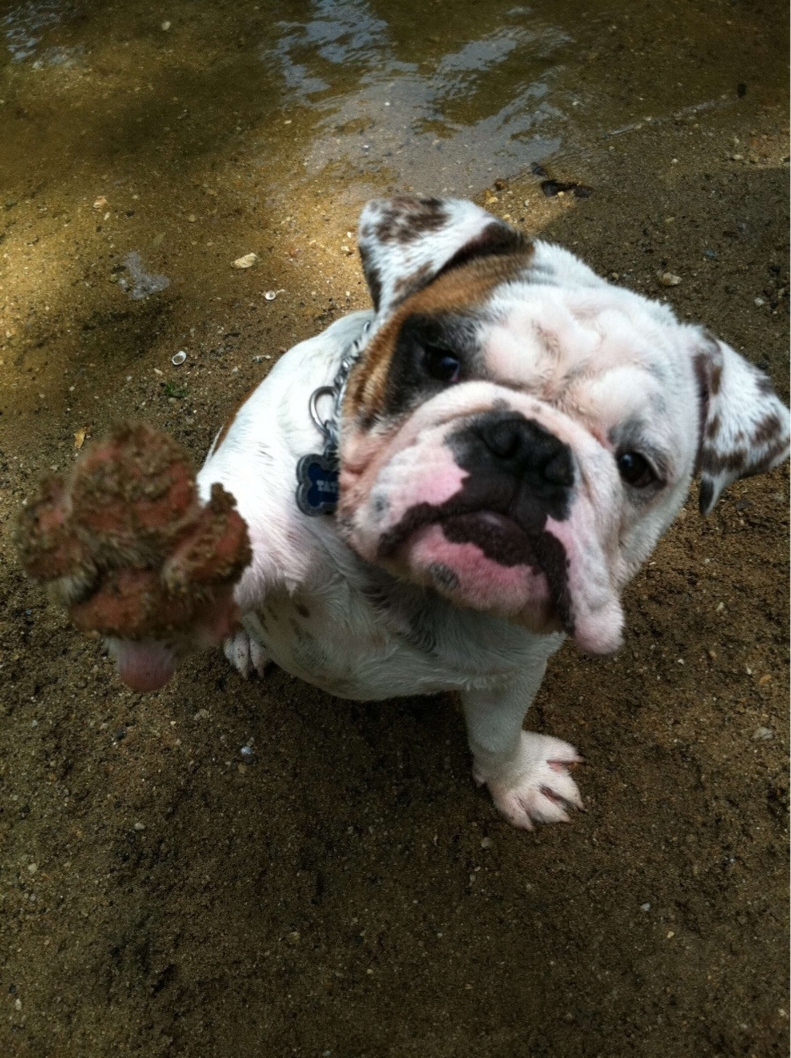 10 Dogs Who Are Ridiculously Good At Playing In The Mud - The Dodo