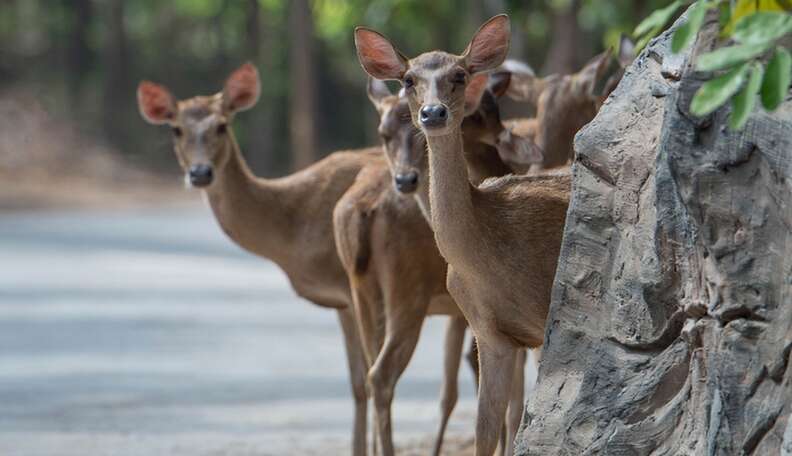 To Avoid Deer Strikes, Finland Is Painting Deer Antlers With Reflective  Paint, Smart News