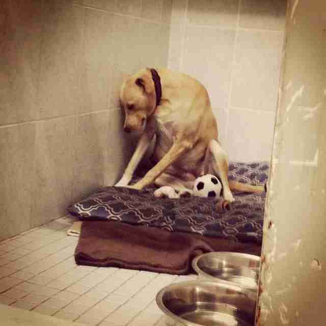 Dog Returned To Shelter Is Too Sad To Go On Walks - The Dodo