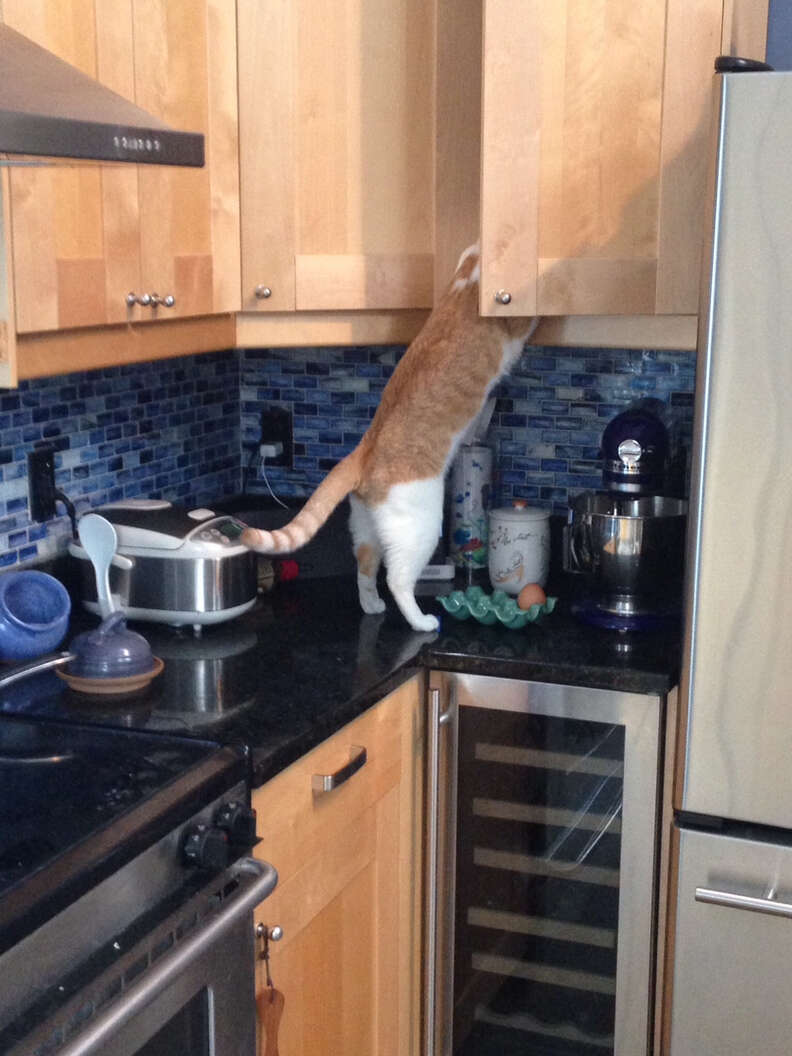 13 Pets Who Could've SWORN You Just Said 'Treats' - The Dodo