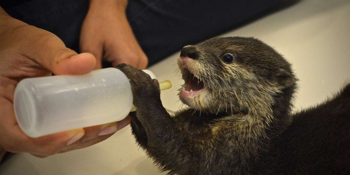 Rescued Baby Otter Could Not Be More Excited For Mealtime The Dodo