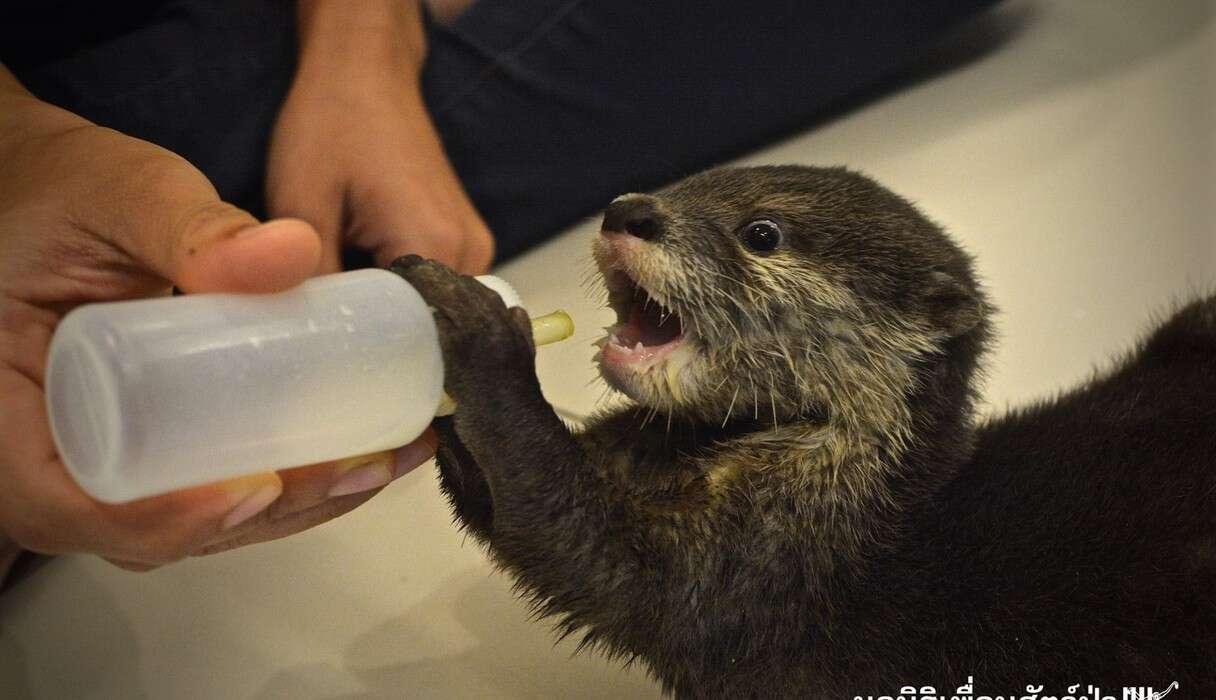 Rescued Baby Otter Could Not Be More Excited For Mealtime - The Dodo