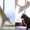 ​This Ballerina Cat Is More Graceful Than You'll Ever Be