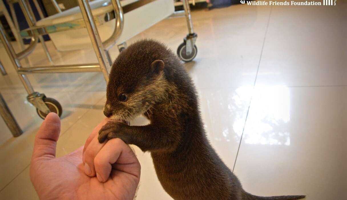 Rescued Baby Otter Could Not Be More Excited For Mealtime - The Dodo