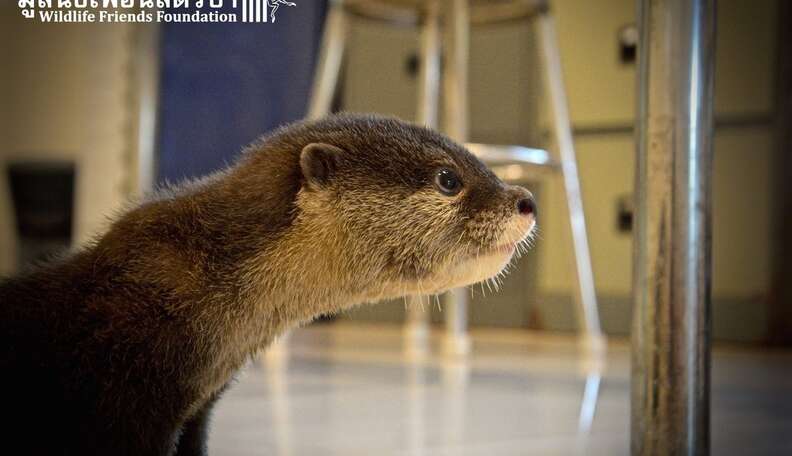 Rescued Baby Otter Could Not Be More Excited For Mealtime The Dodo