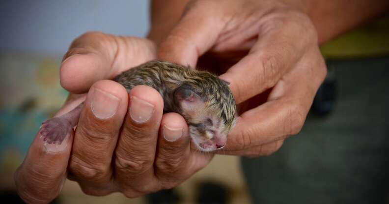 Fishing cat kitten hotsell