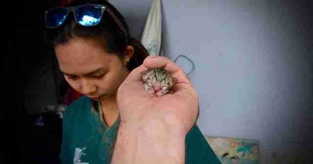people find tiniest kitten