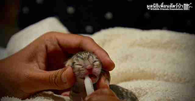 people find tiniest kitten in street but he isn t what he seems