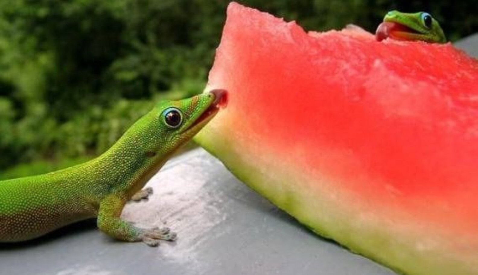 15 Animals Who Are Really Into Snacking On Some Watermelon The Dodo