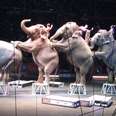 Mexico City Bans Animals In Circuses, Will The U.S. Follow?