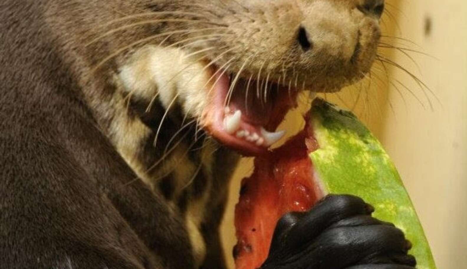 15 Animals Who Are Really Into Snacking On Some Watermelon - The Dodo