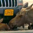 Moose Gives Birth In The Middle Of A Parking Lot