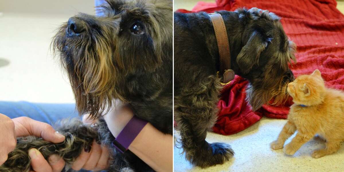 Rescue Dog Donates Blood So Kitten Can See Again The Dodo