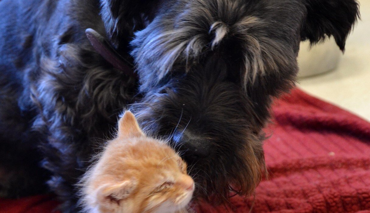 Rescue Dog Donates Blood So Kitten Can See Again The Dodo