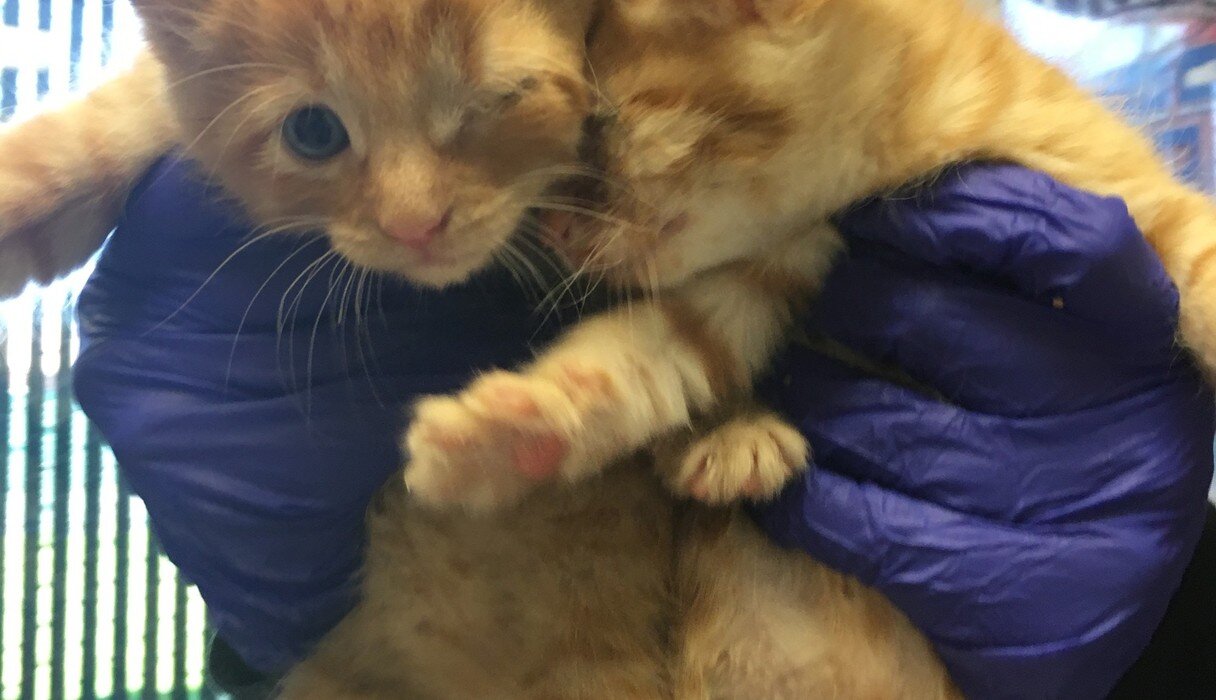 Rescue Dog Donates Blood So Kitten Can See Again The Dodo