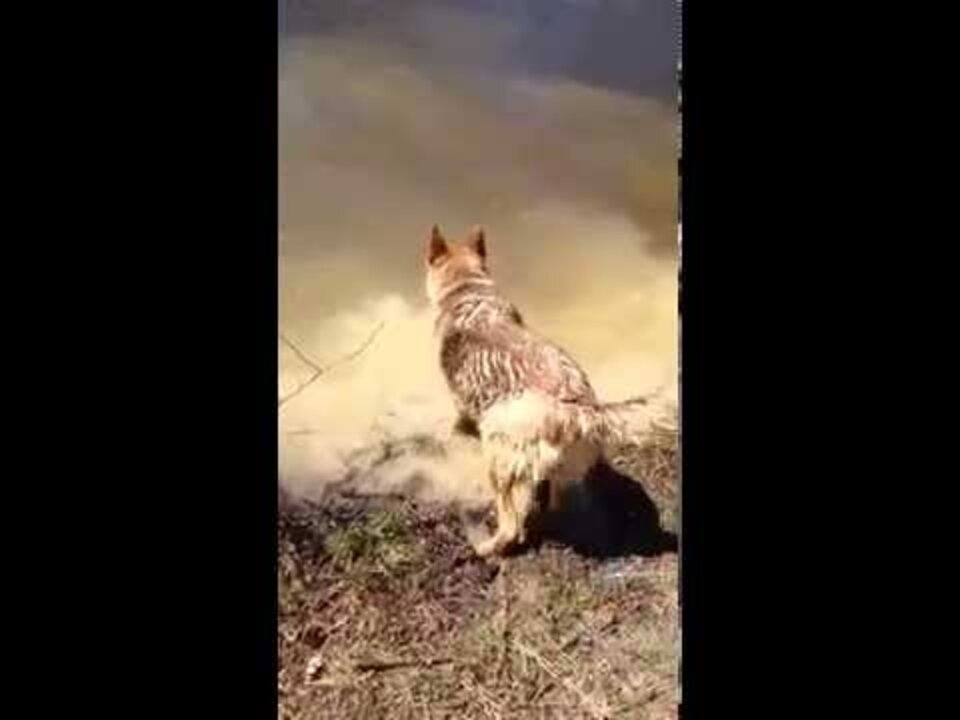 Dog Has A Tantrum, But We Totally Get It The Dodo