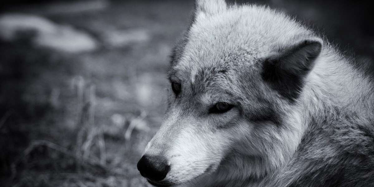 #WolfDay Aims To Keep Wolves Protected Under Endangered Species Act ...