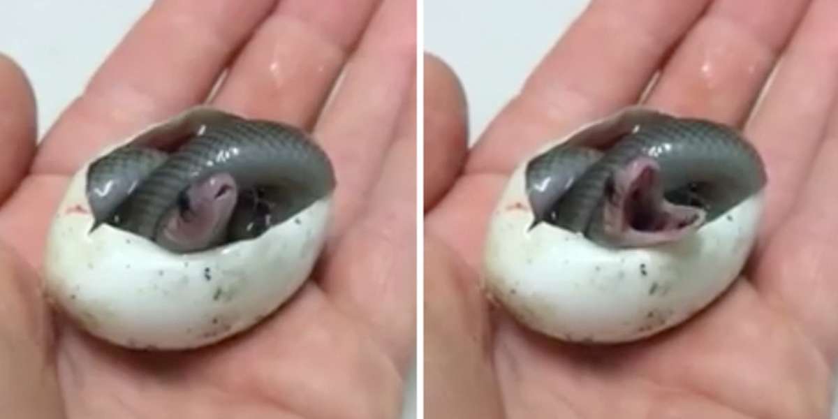 Baby Snake Pacifier Baby Snake Starts Life Out With An Epic Little Yawn - The Dodo