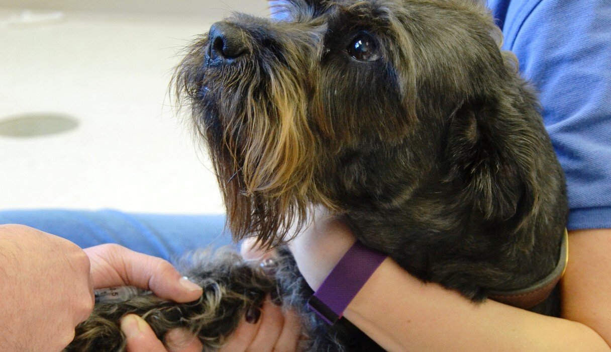 Rescue Dog Donates Blood So Kitten Can See Again The Dodo(01)