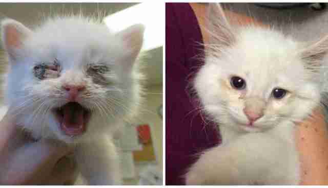 Rescue Dog Donates Blood So Kitten Can See Again The Dodo